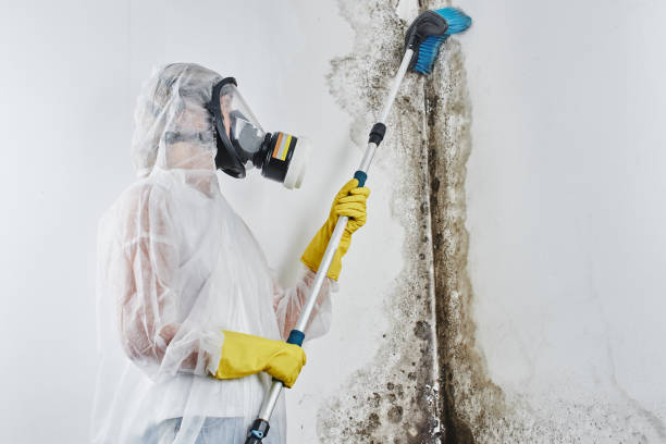 Mold Remediation for Vacation Homes in El Cenizo, TX